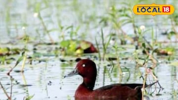 পরিযায়ী