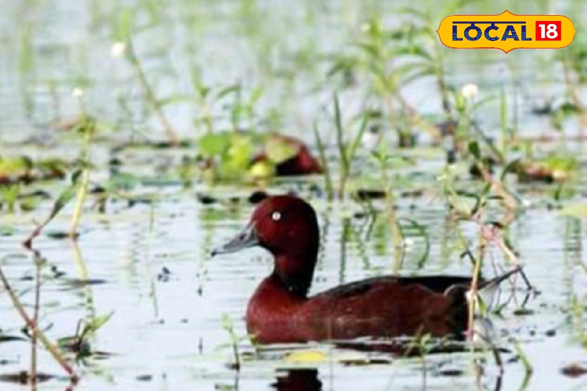 এই চিড়িয়াখানায় এল পরিযায়ী হাঁসের প্রজাতি! দেখতে ভিড় জমাচ্ছেন পর্যটকরা