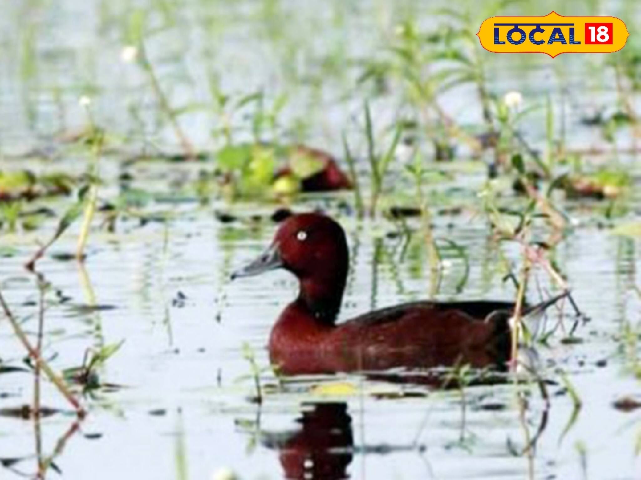 এই চিড়িয়াখানায় এল পরিযায়ী হাঁসের প্রজাতি! দেখতে ভিড় জমাচ্ছেন পর্যটকরা
