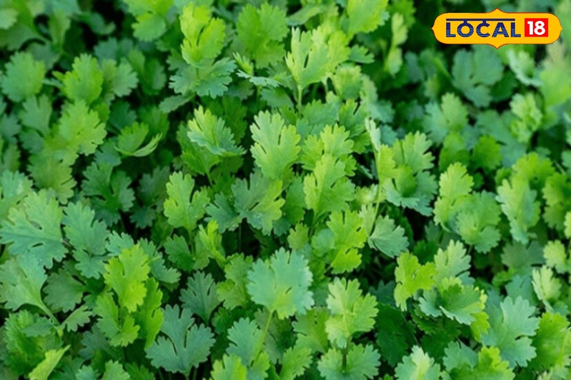 *ধনেপাতায় অ্যান্টি-ইনফ্লেমেটরি বৈশিষ্ট্য রয়েছে, যা শরীরের বিভিন্ন ধরনের প্রদাহ কমাতে সহায়তা করে। ধনেপাতা শরীরের ভারী ধাতু এবং বিষাক্ত পদার্থ বের করে দেওয়ার ক্ষমতা রাখে।