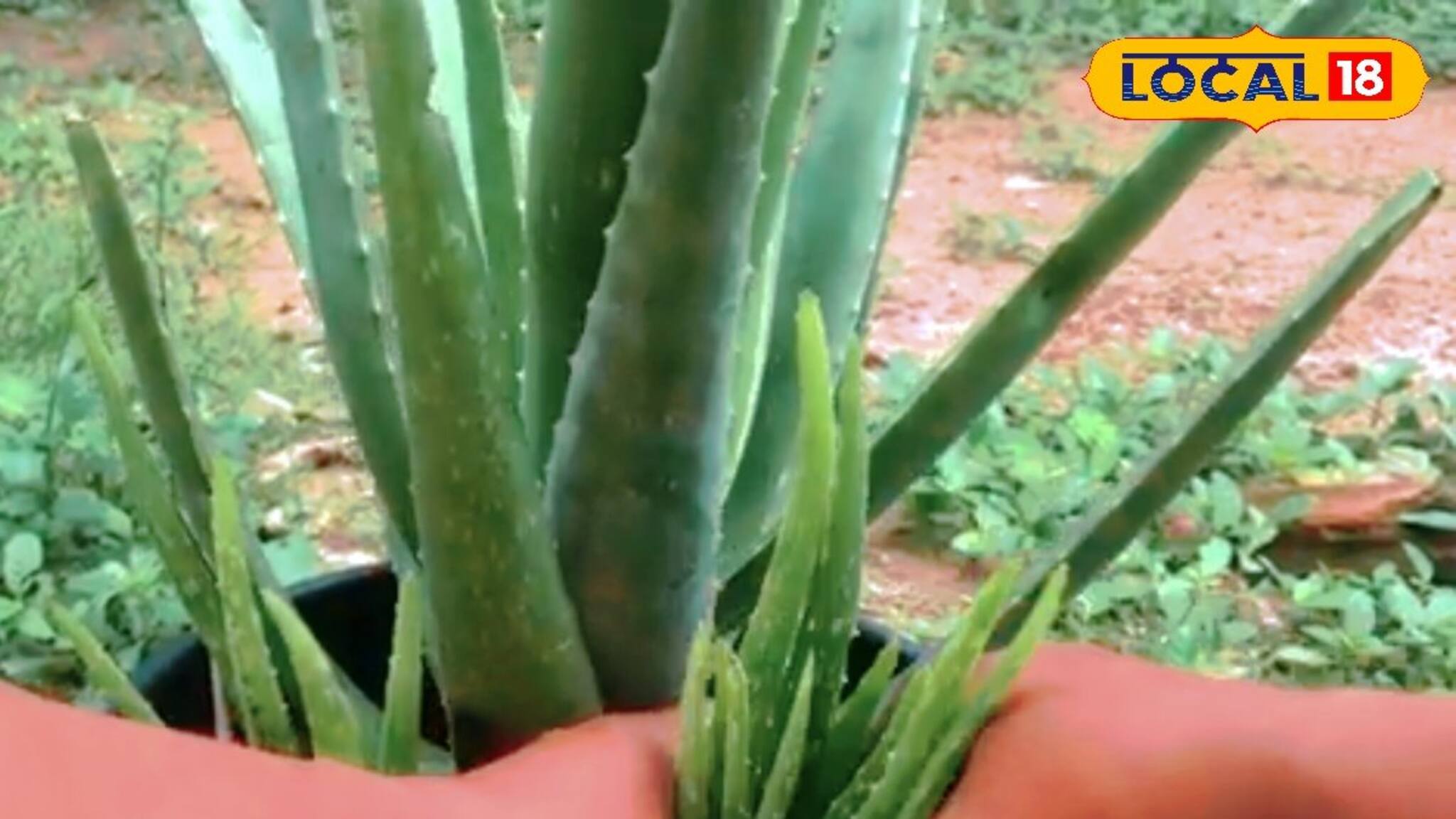 Business Opportunity: বাড়ি বসে আসবে টাকা! চাষ করুন এই প্রজাতির অ্যালোভেরা