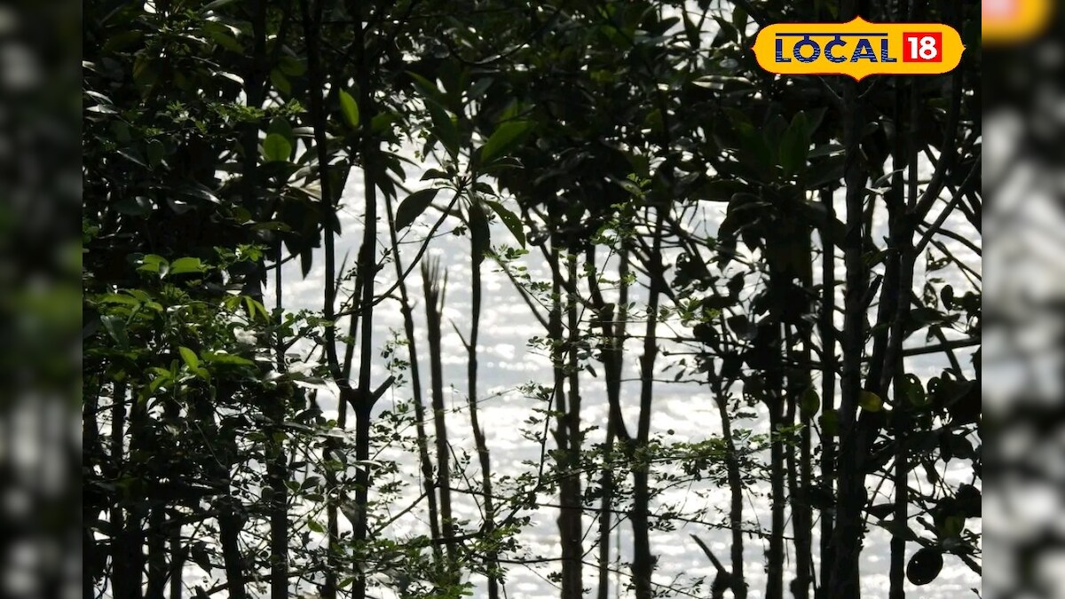মাত্র ৪৫ টাকা খরচ করলেই ঘুরে আসা যাবে এই জঙ্গল! নির্জনে জমে উঠবে প্রেম!