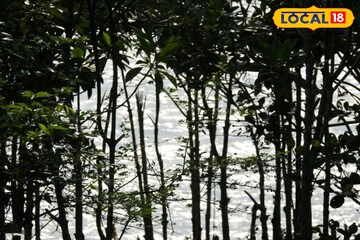মাত্র ৪৫ টাকা খরচ করলেই ঘুরে আসা যাবে এই জঙ্গল! নির্জনে জমে উঠবে প্রেম!
