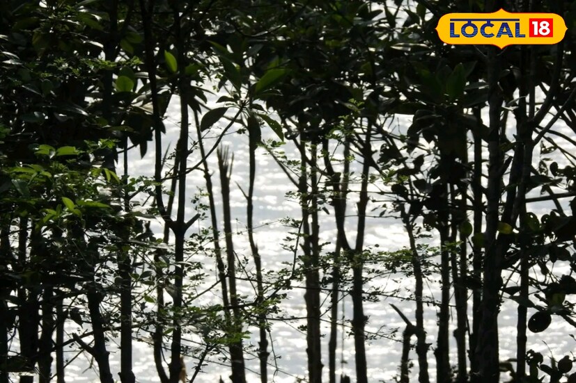 বকখালি তো শুনেছেন, কিন্তু নিউ বকখালি কি শুনেছেন কখনও? যদি না শুনে থাকেন তাহলে বছরের শেষ দিনগুলিতে ঘুরে আসুন নিউ বকখালি।