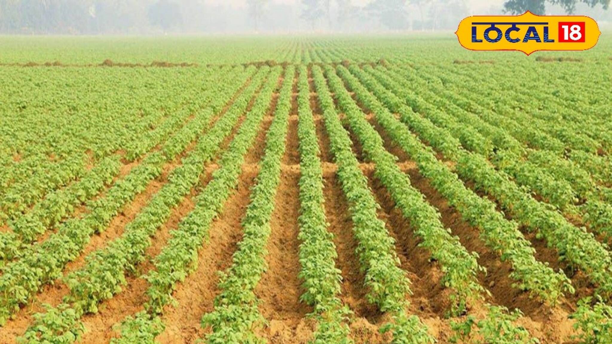 Business Idea: দূরত্ব বজায় রেখে চারা রোপণ করলে ফলন হবে দ্বিগুন! জানুন ফল চাষের আধুনিক পদ্ধতি