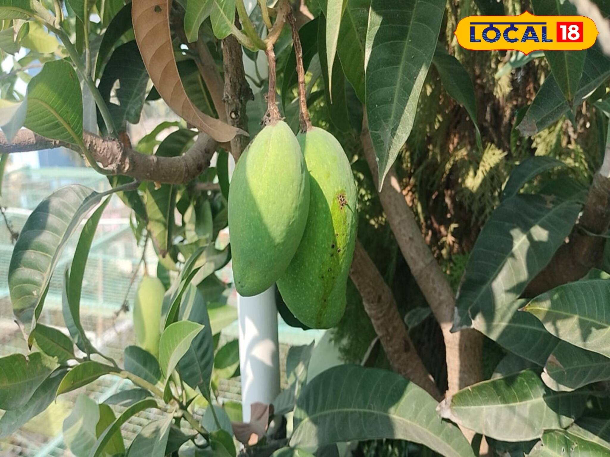 শীতেও ফলছে গাছ ভরে আম! আর অপেক্ষা করতে হবে না এক বছর! জেনে নিন উপায়