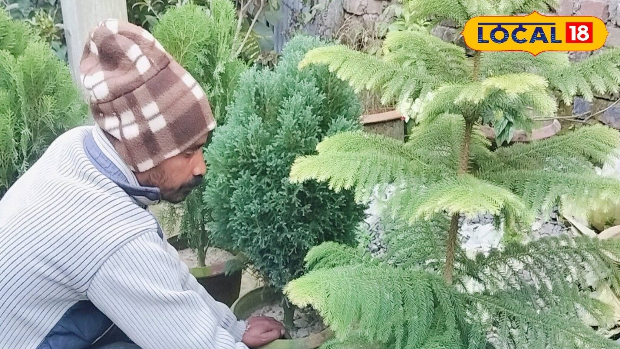 ক্রিসমাস ট্রি কিনতে গিয়ে ঠকছেন না তো! বাজারে চলছে ব্যাপক লোক ঠকানোর খেলা