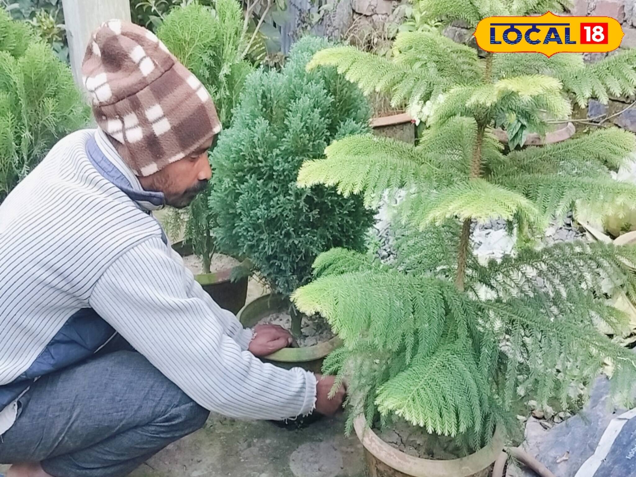 ক্রিসমাস ট্রি কিনতে গিয়ে ঠকছেন না তো! বাজারে চলছে ব্যাপক লোক ঠকানোর খেলা