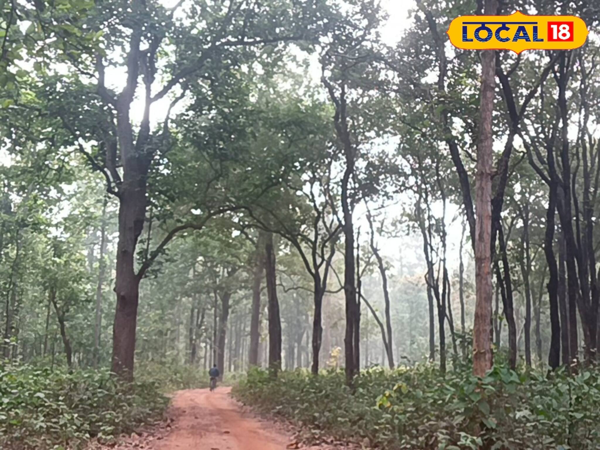 Jhargram News: বিশাল জলরাশি, গভীর শালবন! নতুন এই পিকনিক স্পটে গেলেই প্রাণ জুড়িয়ে যাবে গ্যারান্টি