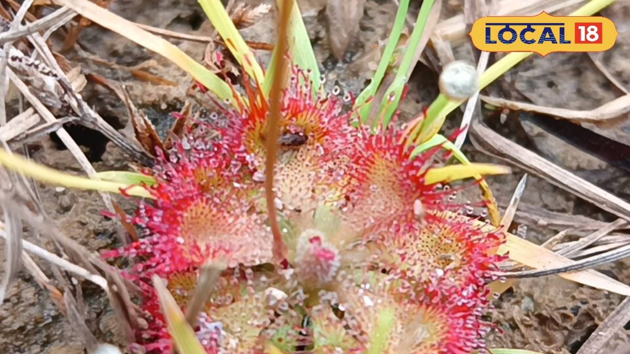 Viral News: সর্বনাশ! দেখা মিলত কেবল আমাজনে, এবার খোঁজ মিলল ঝাড়গ্রামে! মাংস ছিড়ে খেয়ে নেয় এই গাছ