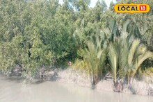 সুন্দরবনে খুশির জোয়ার! ম্যানগ্রোভ নিয়ে ‌যে রিপোর্ট সামনে এল চমকে ‌যাবেন