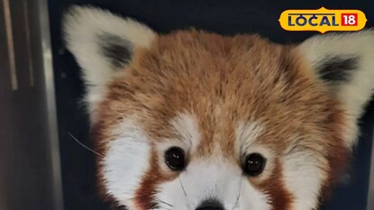 রেডপান্ডা দম্পতি দার্জিলিং চিড়িয়াখানায়