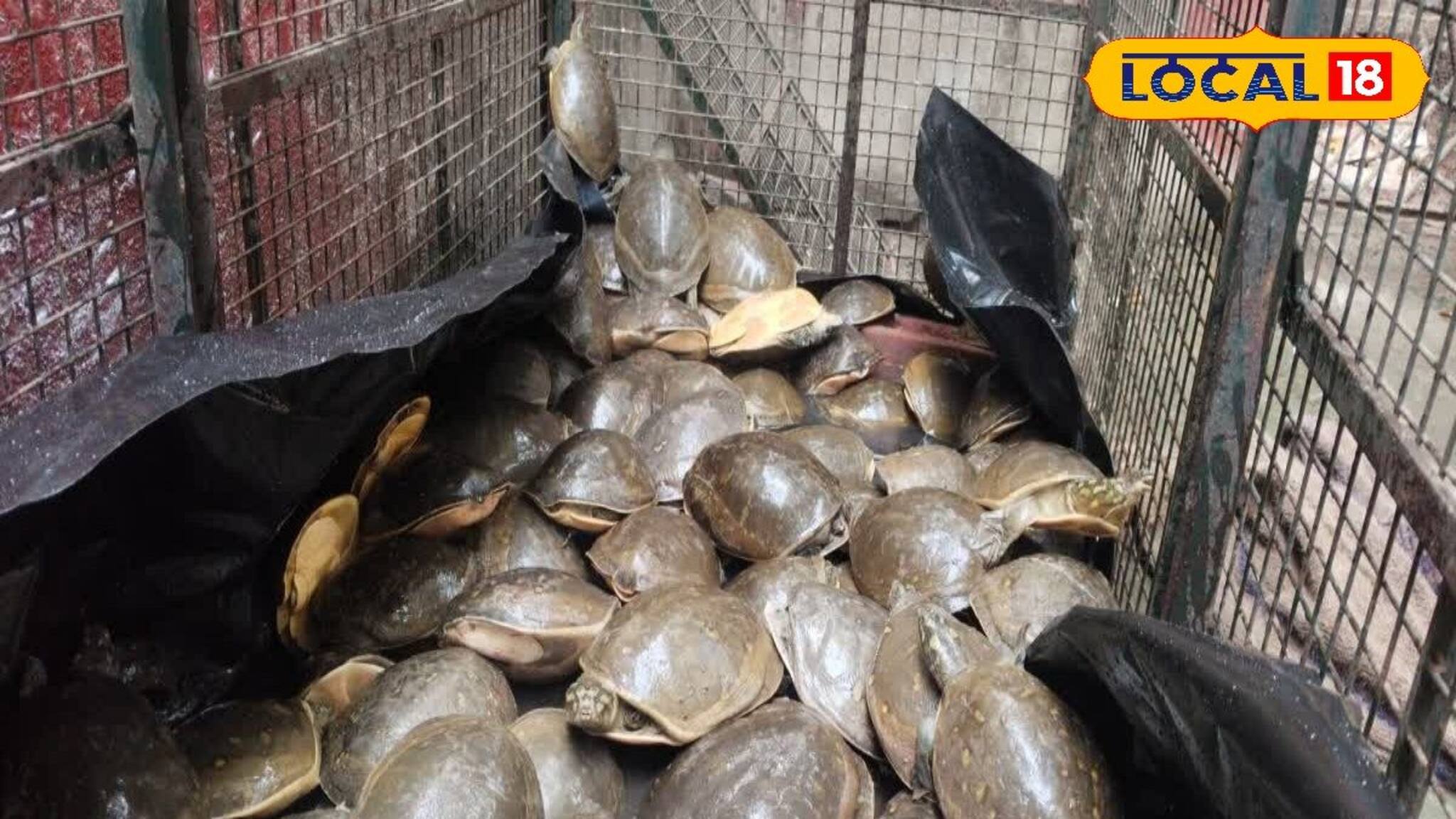 বাসের ভিতর কী নড়াচড়া করছে! সর্বনাশ! ব্যাগ খুলতেই আঁতকে উঠলেন সকলে