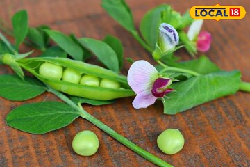 কাঁচা-রান্না দুই অবস্থাতেই খাওয়া যায়, শীতের এই সবজি ক্যানসারের যম! আপনি খান?