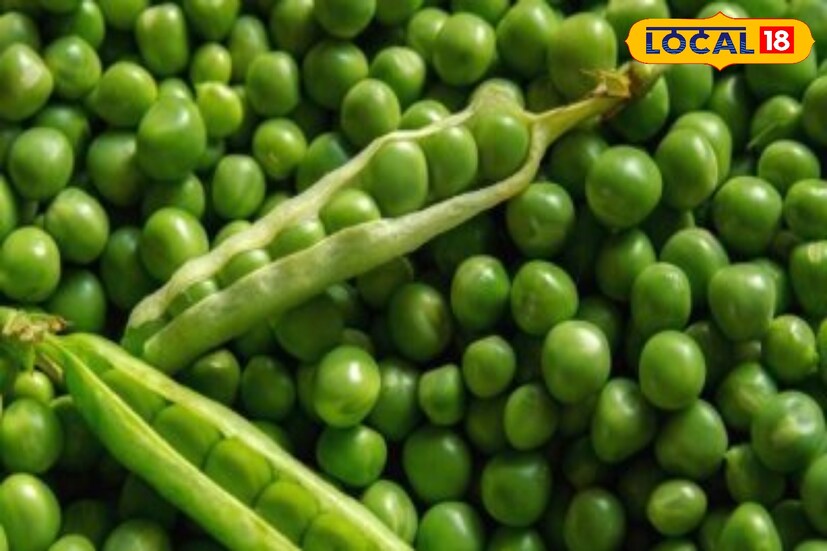 হাজারও রোগের উপকার। বিভিন্ন কঠিন কঠিন রোগ সারাই করতে সাহায্য করে ছোট্ট কয়েক দানা মটরশুঁটি। রোগ প্রতিরোধ ক্ষমতা বাড়ানোর থেকে সুগার নিয়ন্ত্রণ, পাকস্থলীর নানা সমস্যা থেকে নিমিষেই মুক্তি দেয় সামান্য কয়েক দানা এই মটরশুঁটি।