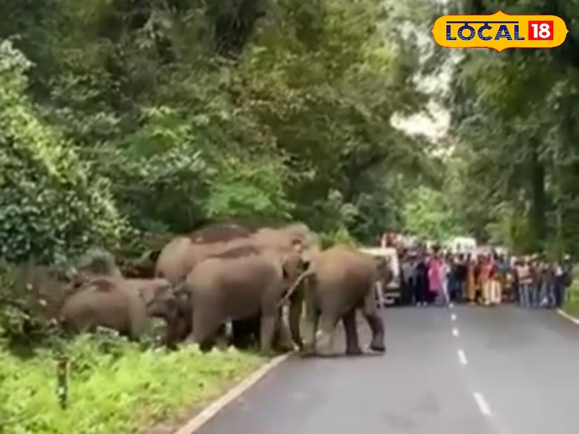 এরপর রয়েছে কালিঙ্গা। কালিঙ্গার সবচেয়ে বড় দাঁত রয়েছে। এই হাতিটি শান্ত স্বভাবের হলেও মানুষ বিরক্ত করলে তাড়া করে।এরপর রয়েছে স্ত্রী হাতি। এই হাতিগুলি ছোট ছোট হাতির দল গুলিকে নেতৃত্ব দেয়। যেমন রয়েছে- কানকাবরী,ডি জে সার্জেন,লেজ ঠুঁটো মাদী বা লেজ কাটা।