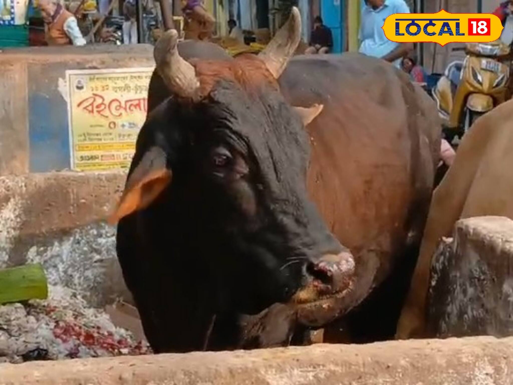 যাকে সামনে পায় তাকেই গুতিয়ে দেয় ! চুঁচুড়ার মানুষের নতুন আতঙ্ক  ষাঁড় 'ভোলা'