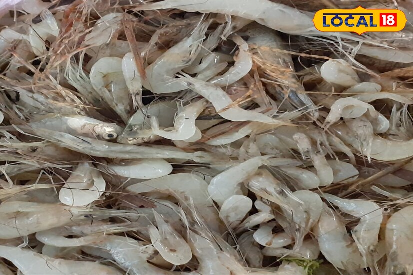চিংড়িতে অ্যাস্টাগ্যান্টিন নামক ক্যারোটিনাইট থাকে যা অনেক ধরনের ক্যানসারের ঝুঁকি কমায়। এছাড়াও, এতে রয়েছে সেলেনিয়াম যা প্রোস্টেট এবং ফুসফুসের ক্যানসার দূর করতে সাহায্য করে। তবে বড় অথবা গলদা চিংড়ির খোসা খাওয়া একদমই শরীরের পক্ষে উপকারী নয়। গলদা চিংড়ির খোসা অল্প পরিমাণও পেটে গেলে পেট খারাপের মতো রোগ দেখা দিতে পারে।