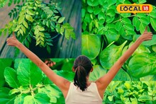 রোজ সকালে চিবিয়ে খান এই পাঁচ পাতা! শরীর থাকবে চাঙ্গা এবং রোগমুক্ত