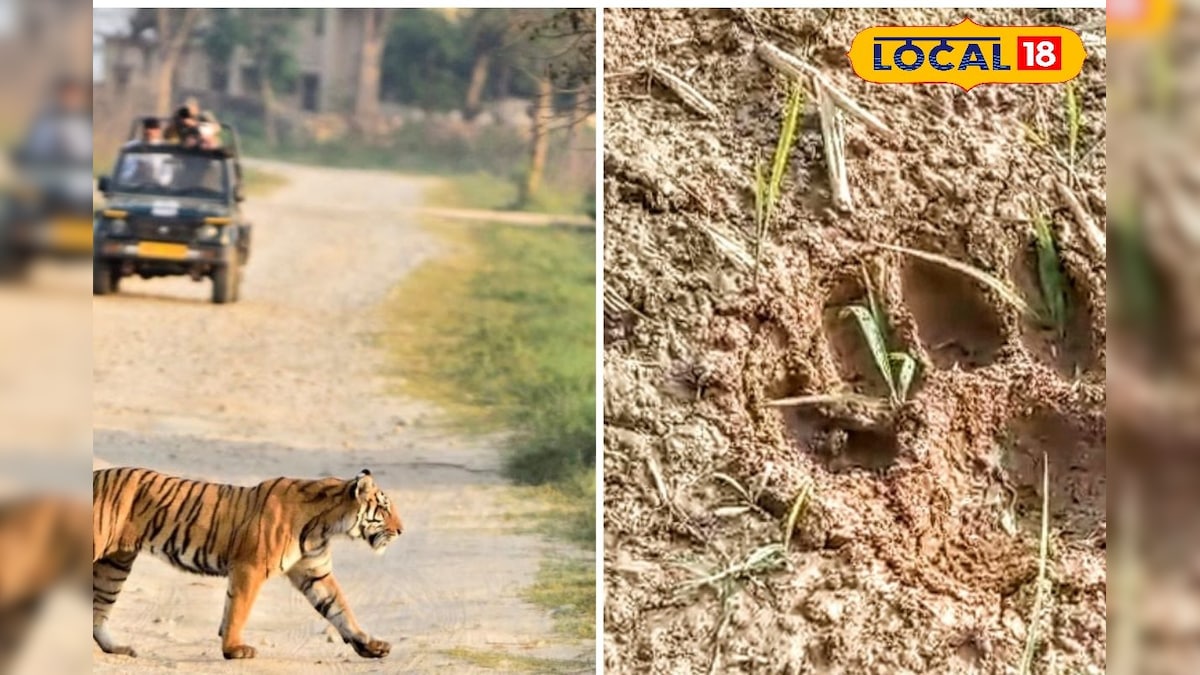 বাগে এল বাঘিনী জিনাত? অবস্থান বদল করে ঢুকেছিল বাঁকুড়ায়, কোথায় রয়েছে সে!