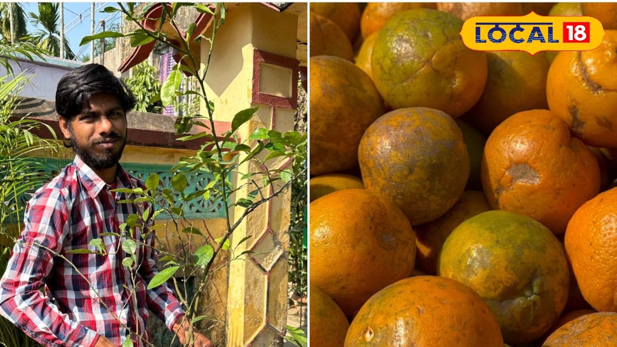 New Business Idea: একটি টবেই বাজিমাত, গাছ ভর্তি কমলালেবুতে বাম্পার রোজগারের সুবর্ণ সুযোগ!