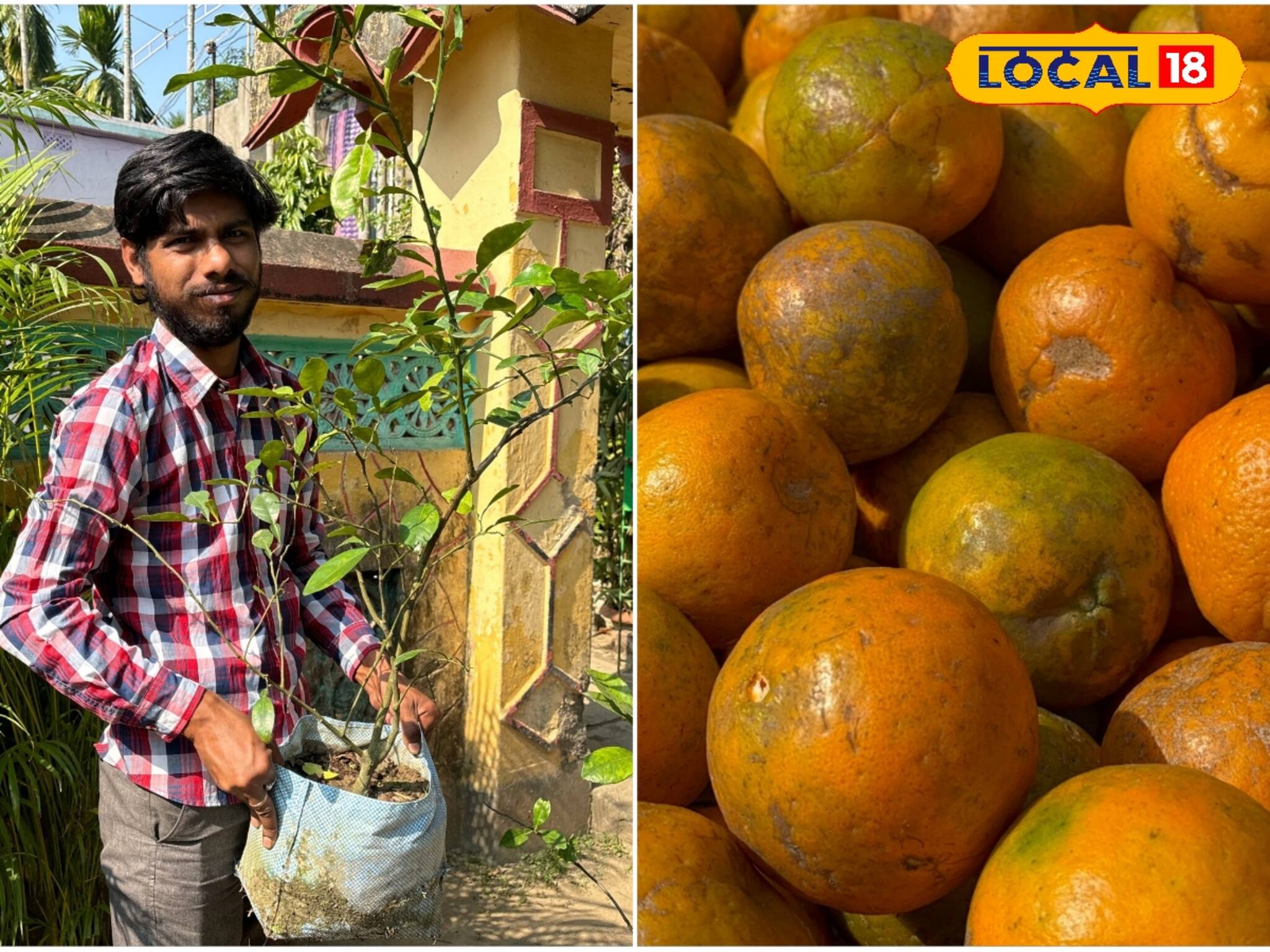 New Business Idea: একটি টবেই বাজিমাত, গাছ ভর্তি কমলালেবুতে বাম্পার রোজগারের সুবর্ণ সুযোগ!