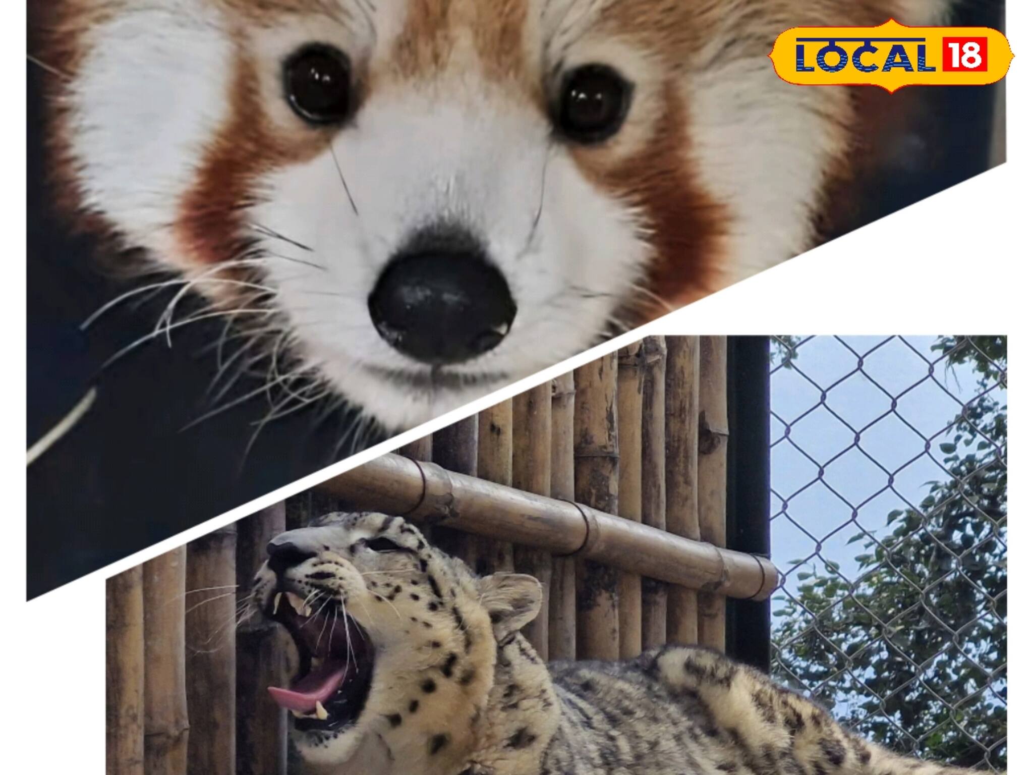 ফিরে আসবে হারিয়ে যাওয়া বন্যপ্রাণীরাও! দার্জিলিং চিড়িয়াখানায় ‌যা হচ্ছে জানুন