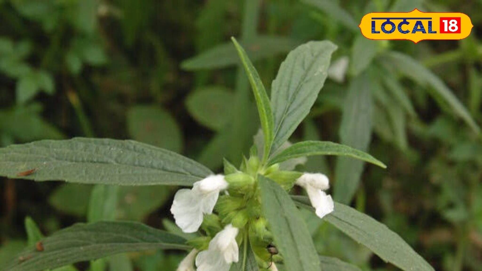 জটিল চর্মরোগ, হাঁটুর ব্যথা, সর্দি-কাশির যম এই শাক! বাড়ির আশে-পাশেই পেয়ে যাবেন!