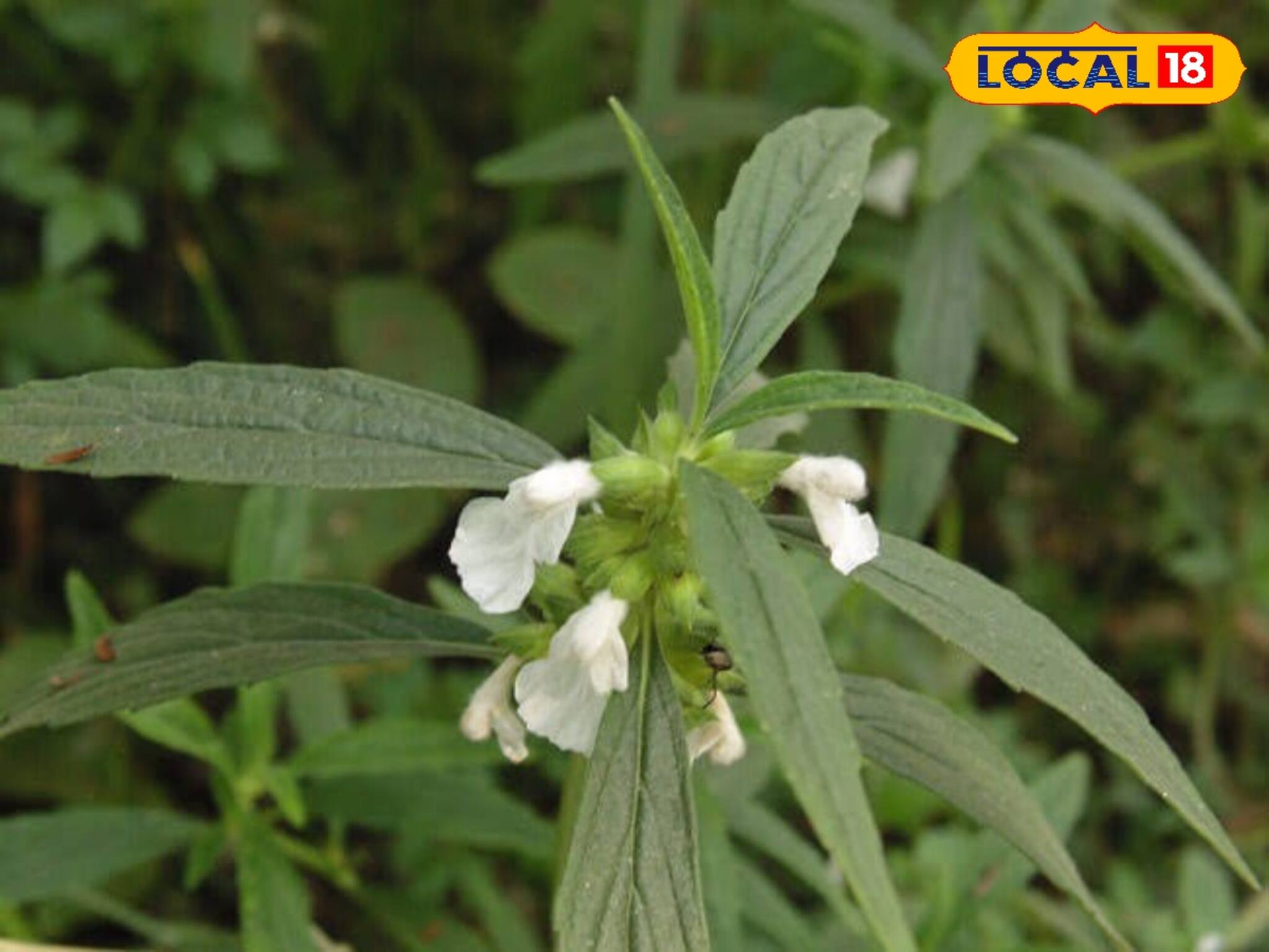 জটিল চর্মরোগ, হাঁটুর ব্যথা, সর্দি-কাশির যম এই শাক! বাড়ির আশে-পাশেই পেয়ে যাবেন!