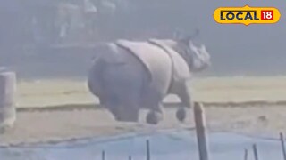 গন্ডার গন্ডার