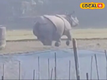 গন্ডার 