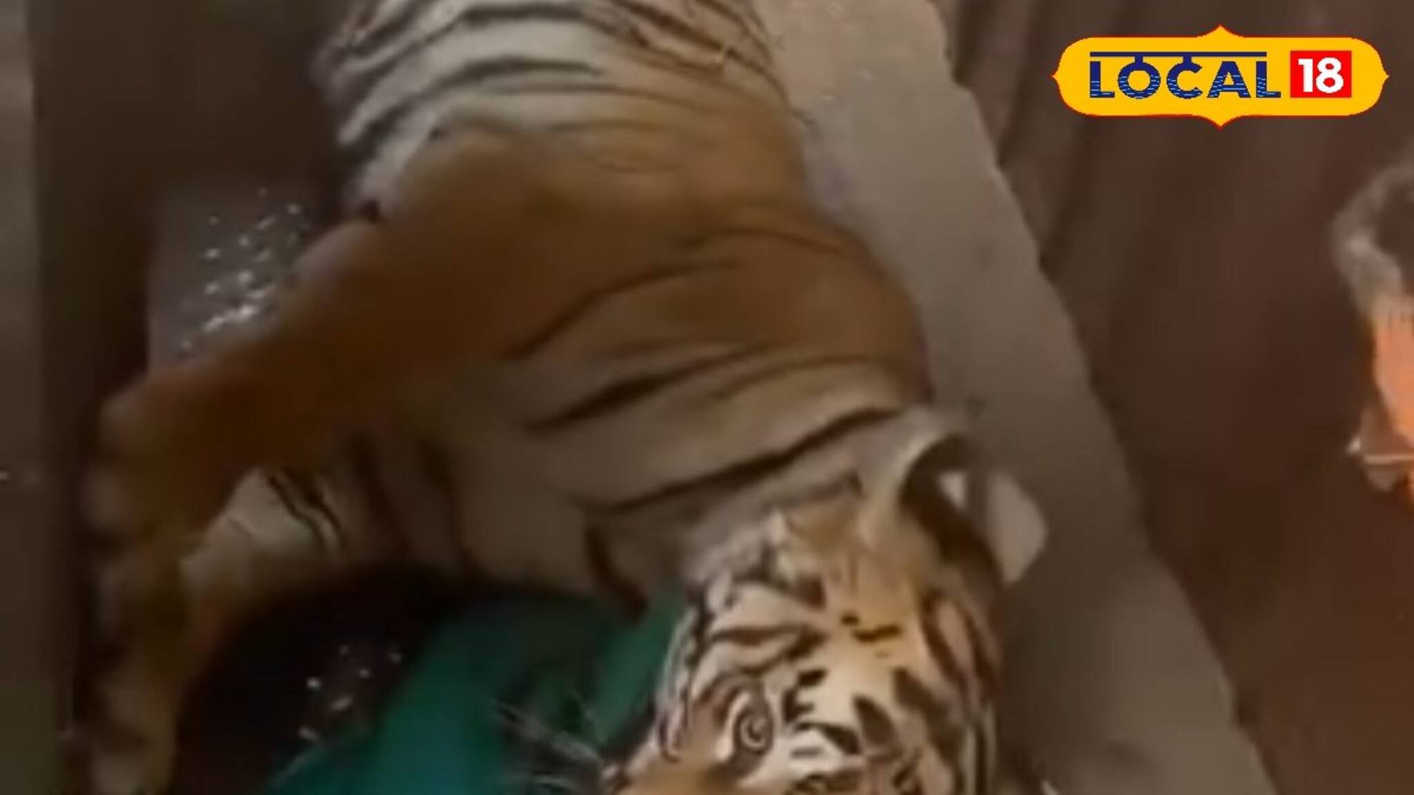 Royal Bengal Tiger Zeenat: বাঘিনি ধরতে কোটি টাকা খরচ বন দফতরের! জিনাতকে বন্দি করে অন্য নজির রাজ্যের