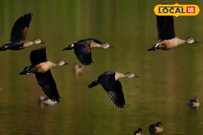নয়াচর: নদিয়া এবং পূর্ব বর্ধমানের সীমানা এলাকায় গঙ্গার বুকে তৈরি হয়েছে নয়াচর। শুধু পাখি নয়, এখানে দেখা মেলে গাঙ্গেয় ডলফিনের। শীত এলেই উড়ে আসে পরিযায়ীর দল। নদীর বুকে ভেসে, চরে হেঁটে পাখি দেখতে চাইলে আপনার গন্তব্য হতে পারে নয়াচর।