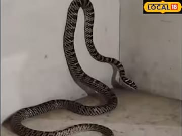 রাঁচিতে বিরল প্রজাতির সাপ ঘিরে হইচই