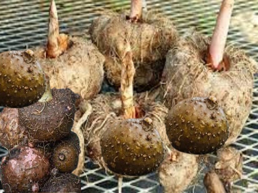 *Health Benefits of Konjac:কনজাক বা ওল বা জিমিকান্দ মাটির নিচের সবজি। জাপান, কোরিয়া ও চিনে এই সবজি খুবই জনপ্রিয়। কনজাক বা ওলের বিশেষ এই অংশে গ্লুকোমানান নামক ফাইবার খুব বেশি পরিমাণে পাওয়া যায়, যা পেটের জন্য খুবই উপকারী। ওলে খুবই কম ক্যালোরি থাকে, ফলে এটি ওজন হ্রাসে খুব সহায়ক। উচ্চ কোলেস্টেরল এবং রক্তে শর্করার পরিমান হ্রাস করে। সংগৃহীত ছবি। 