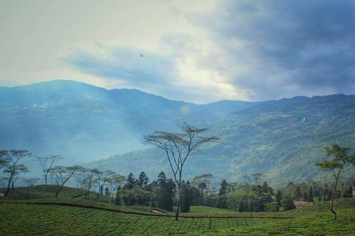 Trinamool Congress: ‘মাদারিহাট মডেল…’ চা বাগানে রাজনৈতিক জমি শক্ত করতে কৌশল তৃণমূলের