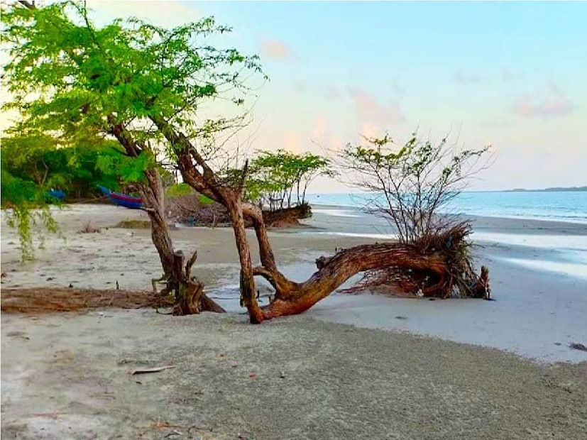 *এই চিনাই নদী পার করার সময় আপনি ম্যানগ্রোভের ছোঁয়া পাবেন। এরপর নদী পেরিয়ে আবারওটোটো ধরে পৌঁছে যাবেন সমুদ্র সৈকতে। এখানে যে সমস্ত ক্যাম্প রয়েছে তাদের আতিথেয়তা মুগ্ধ করবে আপনাকে। সংগৃহীত ছবি। 