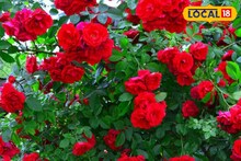 শীতে গাছ ভর্তি গোলাপ চান? এই এক কাজে বাজিমাত! ফুলে ফুলে ভরে উঠবে আপনার বাগান