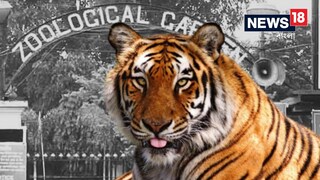 আলিপুর চিড়িয়াখানায় আনা হল জিনাতকে৷ প্রতীকী ছবি