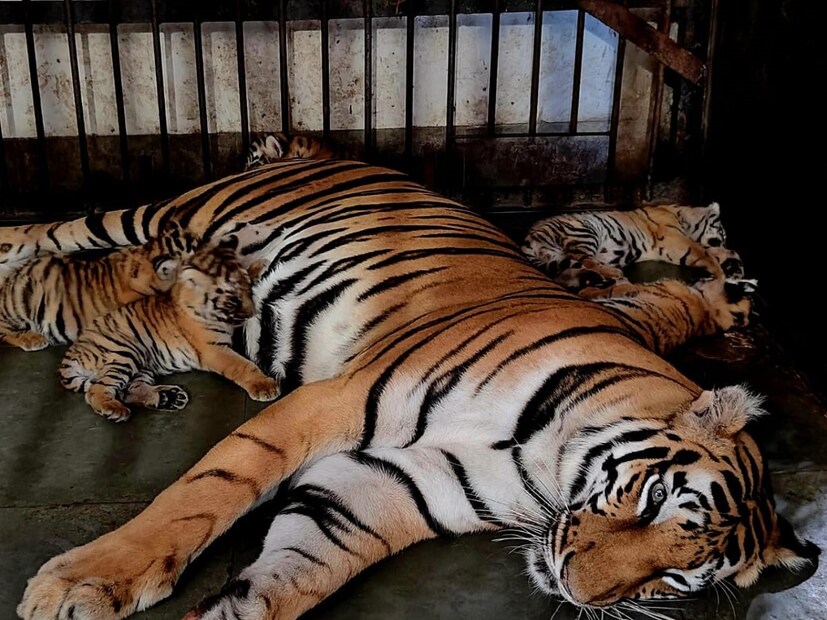 সাফারি পার্ক সূত্রে খবর, খাঁচার ভিতরের নাইট শেল্টারে তিন শাবককে অন্যত্র সরানোর চেষ্টা করে মা বাঘ রিকা৷ তখন মায়ের দাঁতের কামড়ে তিনটি শাবকেরই ঘাড়ে ক্ষত তৈরি হয়, ফুটো হয়ে যায় শ্বাসনালী৷ যার জেরে মারা যায় তিনটি শাবকই৷