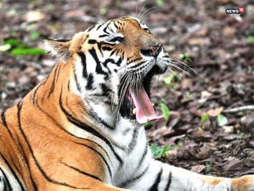 এই ৯ দিনে জিনাত পর্যাপ্ত ছাগল মুরগি বা শুয়োরের মাংস খেয়েছে। ফলে পশু হাসপাতালের মাংস এখনও ছুঁয়ে দেখেনি জিনাত। ৪ টি ট্রানকুলাইজারের প্রভাব এখনও সম্পূর্ণ কাটেনি। (প্রতীকী ছবি)
