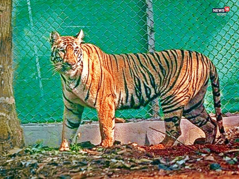 রবিবার রাতেই, গ্রিন করিডর করে বাঁকুড়া থেকে আলিপুর চিড়িয়াখানায় নিয়ে আসা হল ৩ বছরের বাঘিনী জিনাতকে৷ রবিবার রাত ১২ টা ১০ মিনিটে বিশেষ কনভয় করে কলকাতায় নিয়ে আসা হয় ঘুমপাড়ানি গুলিতে কাবু বাঘিনীকে৷ এখনও আচ্ছন্ন ভাব পুরোপুরি কাটেনি বাঘিনী জিনাতের। মাঝে মাঝেই ঘুমিয়ে বিশ্রাম নিচ্ছে। (প্রতীকী ছবি)