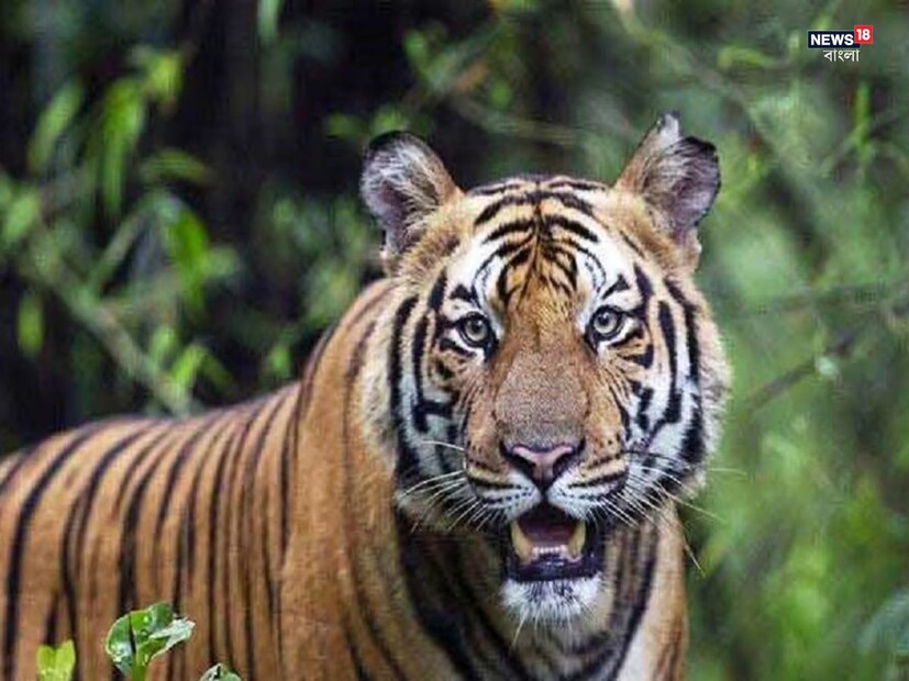 তার শরীরে এখনও ডার্ট এবং ওষুধের যথেষ্ট প্রভাব থেকে গেছে। জল এবং লিকুইড খাবার গ্রহণ করছে জিনাত। জিনাত আগেও একবার খাঁচায় বন্দী হয়েছিল, সম্ভবত ওড়িশার কোনও এলাকায়। কিছু উপসর্গ দেখে অনুমান করছেন ৩ বিশেষজ্ঞ চিকিৎসক। (প্রতীকী ছবি)