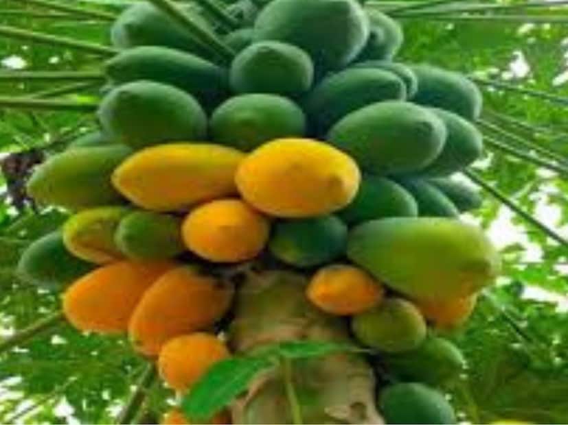 ডায়েটিশিয়ানদের মতে, পেঁপের মধ্যে প্যাপেইন নামক একটি এনজাইম থাকে। এই এনজাইম কোলাজেন প্রচার করে, যা বলিরেখা কমাতে সাহায্য করে। এছাড়া ত্বকের আর্দ্রতাও বাড়তে পারে।
