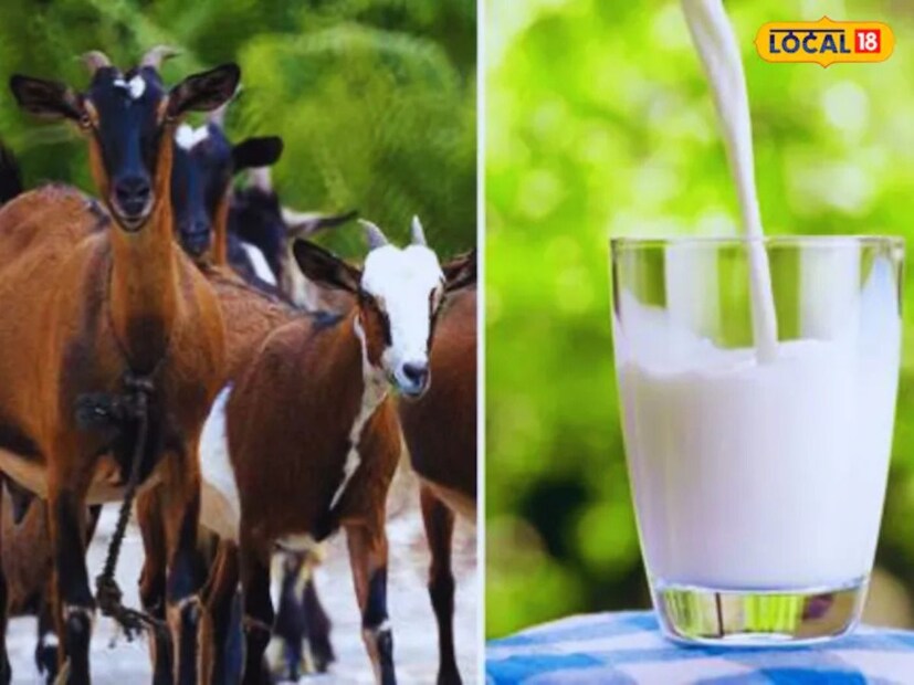 ছাগলের দুধ হৃদরোগ, কিডনি, ডায়াবেটিস এবং অ্যালার্জির মতো রোগ থেকে মুক্তি দিতে সহায়ক। পশু চিকিৎসক ড. বি এল প্যাটেল জানিয়েছেন, এটি শরীরের রোগ প্রতিরোধ ক্ষমতা বাড়াতেও সাহায্য করে।