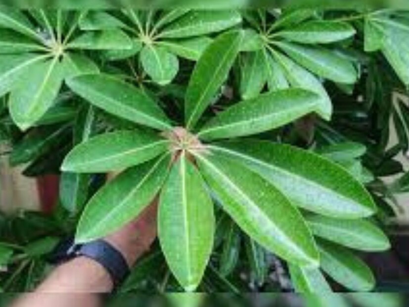 চাঁপা গাছচাঁপা গাছ তার সুগন্ধী ফুলের জন্য পরিচিত, তবে এর শাখা ও পাতা সাপের লুকানোর জন্য উপযুক্ত স্থান তৈরি করে। এটি বাড়ির মূল দরজা বা বাগানের কাছে লাগানো উচিত নয়।