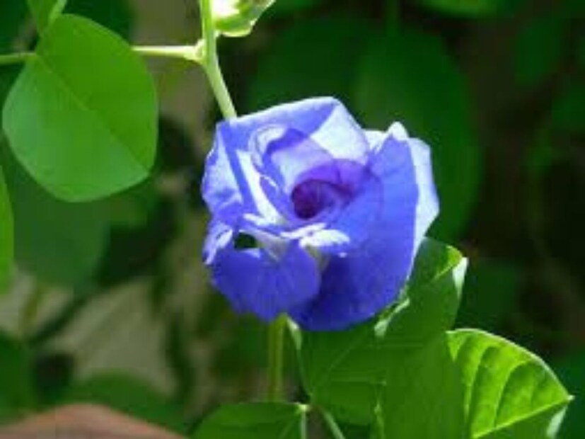 অপরাজিতা গাছঅপরাজিতা গাছ তার নীল ফুলের জন্য বিখ্যাত, কিন্তু এটি সাপেরও খুব পছন্দের। এর লতানো প্রকৃতি এবং ঘন পাতা সাপের জন্য লুকানোর উপযুক্ত জায়গা তৈরি করে। বাড়ির আশপাশে এই গাছ লাগানো এড়িয়ে চলুন।