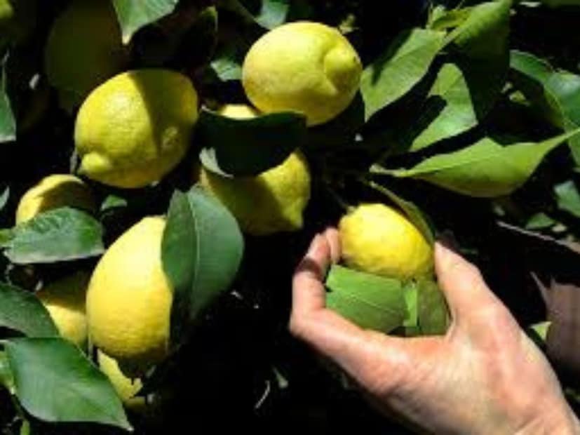 লেবু গাছলেবু গাছও সাপকে আকৃষ্ট করে। এর ফল এবং পাতার মধ্যে সাপ সহজেই লুকিয়ে থাকতে পারে। যদি আপনার বাগানে লেবু গাছ থাকে, তবে তা নিয়মিত পরিষ্কার রাখুন এবং ছাঁটাই করুন।