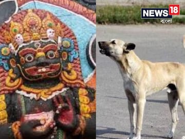 বাড়ির বাইরে ঘন ঘন কুকুর কাঁদে? সাবধান! শাস্ত্র মতে এটি শুভ না অশুভ জানুন বাড়ির বাইরে ঘন ঘন কুকুর কাঁদে? সাবধান! শাস্ত্র মতে এটি শুভ না অশুভ জানুন