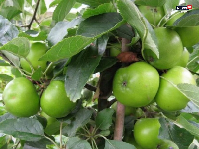 শীত শুরু হলেই আদিবাসী এলাকায় কুল মৌসুম শুরু হয়। কুল খাওয়া স্বাস্থ্যের জন্য খুবই উপকারী। আয়ুর্বেদ অনুসারে, এটি কাশি, জ্বর, ম্যালেরিয়া এবং প্লেটলেটের ঘাটতির মতো সমস্যায় কার্যকর। 